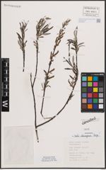 Foto von Salix eleagnos Scop.